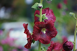 花,蜀葵,夏季