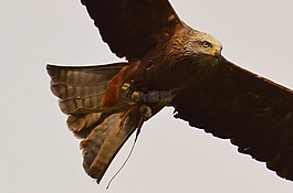 米蘭,wildpark 地點(diǎn),鷙鳥