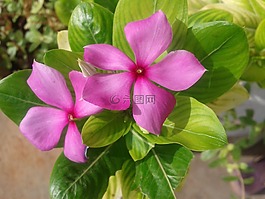 长春,长春花,粉红色