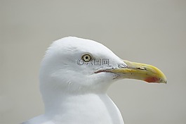 海鷗,動物,鳥