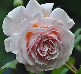 玫瑰,花,開花