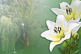 百合花,夢想,白