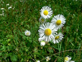 雛菊花,夏天,雛菊