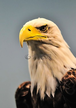 美國,動物,光頭