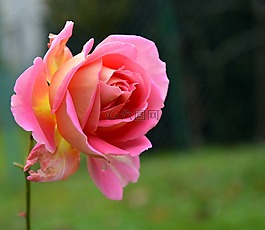 粉紅色,玫瑰,綠色
