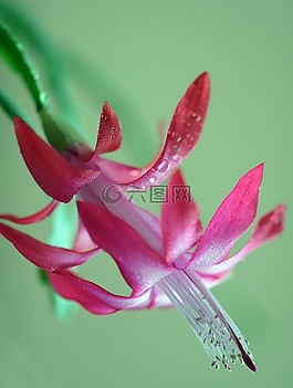 性質(zhì),花,廠
