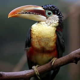 動物,可愛,鳥