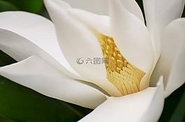 玉蘭,樹,性質(zhì)