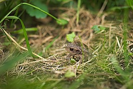 性質(zhì),動物,動物世界