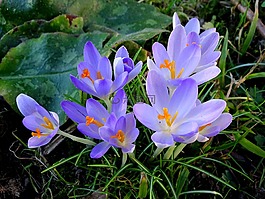 藏紅花,春天,frühlingsblüher