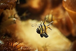 魚(yú),水族館,meeresbewohner