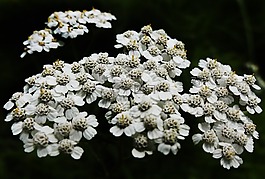 蓍草,開花植物,舌頭綻放