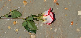 玫瑰,花,海灘