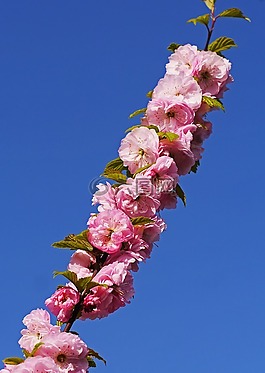 杏仁花,科,鮮花