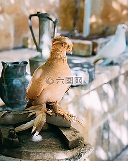 鴿子,鳥,美麗
