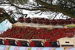 草莓,保佑你,紅色