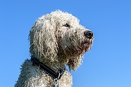 goldendoodle,狗,混合动力