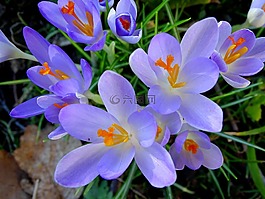 藏紅花,春天,frühlingsblüher