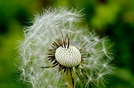 花,蒲公英,野花