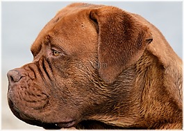 dogue de 波尔多,哈雷,狗