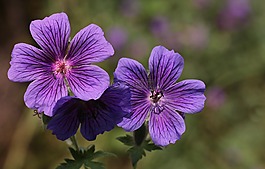 storchschnabel,鲜花,花