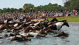 馬匹,小馬,溪