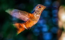 蜂鳥,鳥,飛行