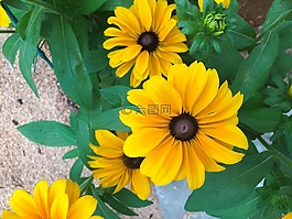 黃色,鮮花,花園