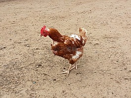 母雞,雞,動物