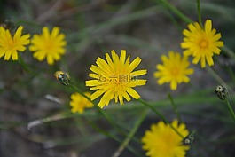 蒲公英,黃色,場(chǎng)