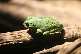 青蛙,坐,綠色