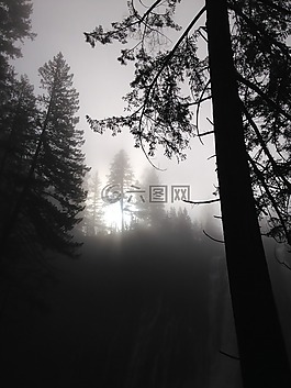 松樹,樹,常綠