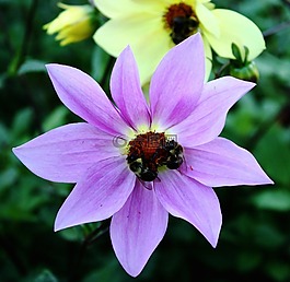 花,蜜蜂,花園