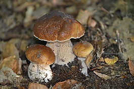 蘑菇,性質(zhì),cep