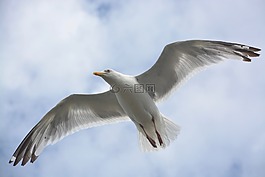 海鷗,鳥,田鼠