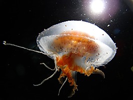 海,海洋,水