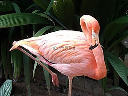 火烈鳥,羅莎,動(dòng)物園