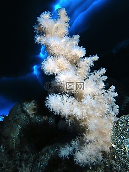 海,海洋,水