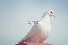 動(dòng)物,鳥(niǎo),鴿子