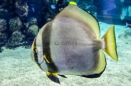 海,魚,動物