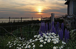 日落,海岸,海