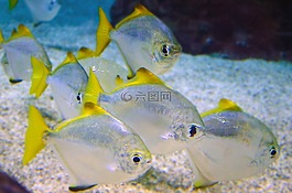 海,魚,動物