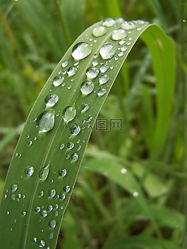 天然植物,雨滴,景觀
