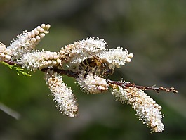 蜜蜂,花,libar