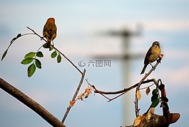 鳥(niǎo),鳥(niǎo)類(lèi),性質(zhì)