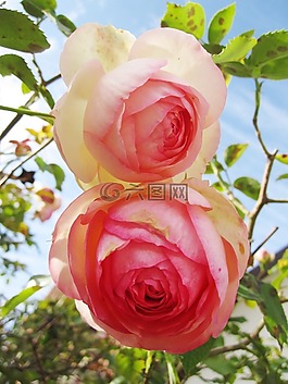 性質(zhì),鮮花,粉色