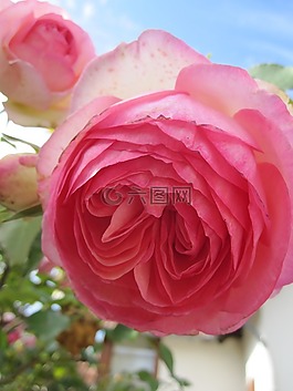性質(zhì),鮮花,粉色
