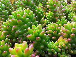 植物,綠色,新鮮