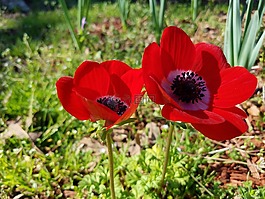 红色,花,灯泡