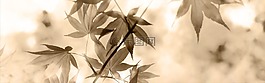 橫幅,標(biāo)頭,楓葉